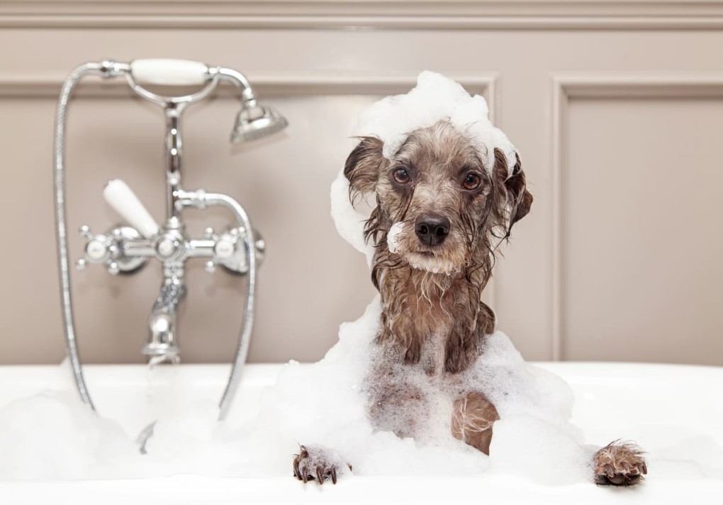 Dein Hundefriseur – Weil die Frisur, auch beim Hund, Vertrauenssache ist