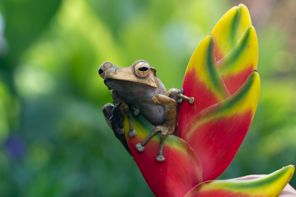 Auswanderer nach Costa Rica